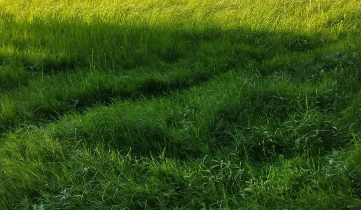 Działka rolna Wiewiórczyn