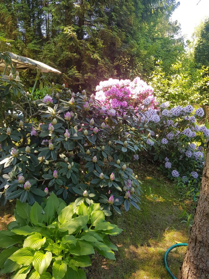 Działka rekreacyjna Łosie, ul. Czyżyka. Zdjęcie 25