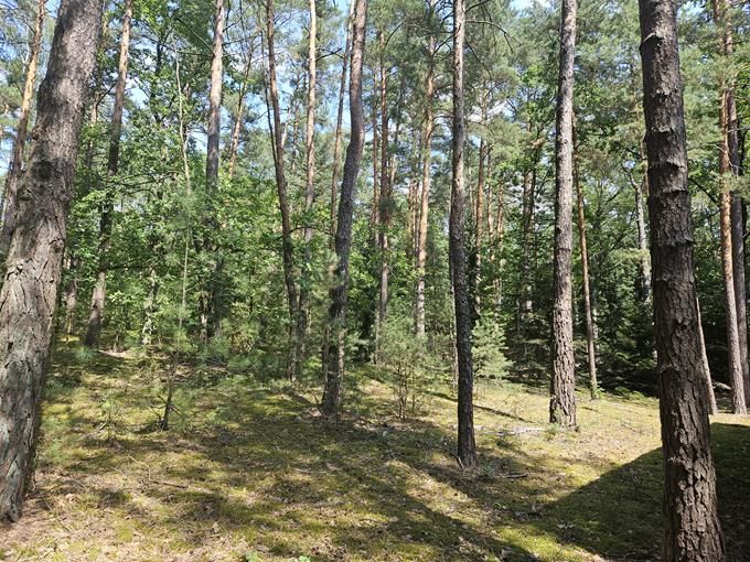 Działka leśna Osiedle Wilga, ul. Lipowa. Zdjęcie 6