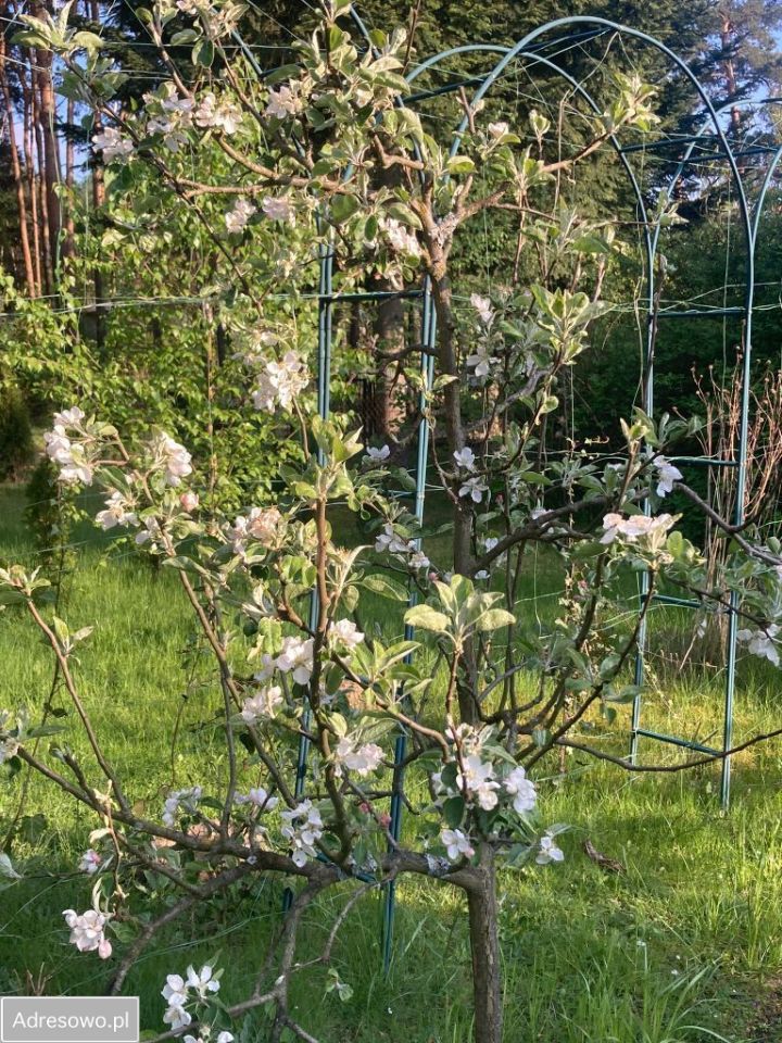 Działka rod Stefanowo, ul. Ułanów. Zdjęcie 5