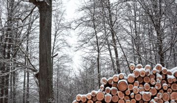 Działka leśna Horodniany