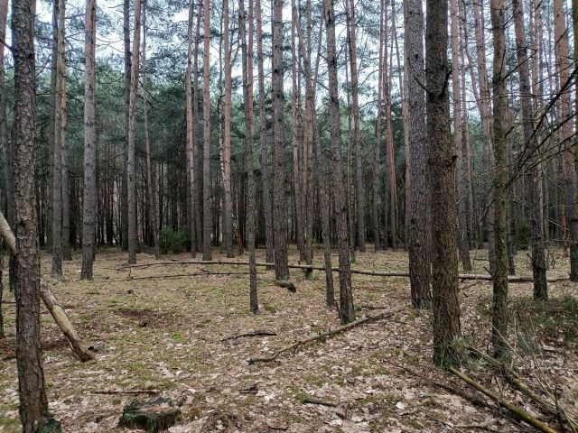 Działka leśna Jamborek. Zdjęcie 1
