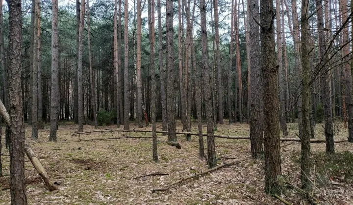 Działka leśna Jamborek