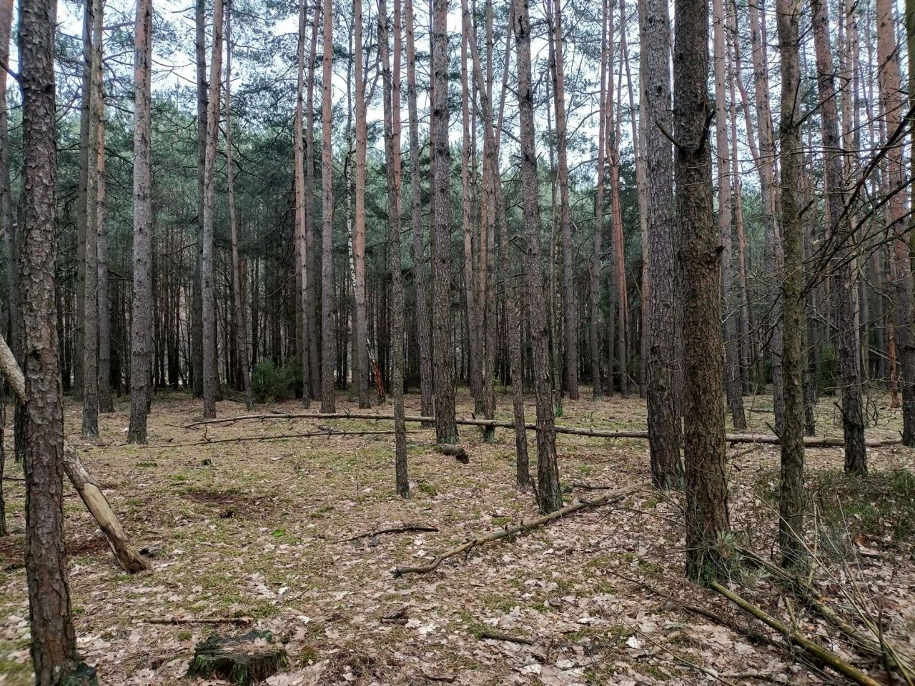 Działka leśna Jamborek. Zdjęcie 1