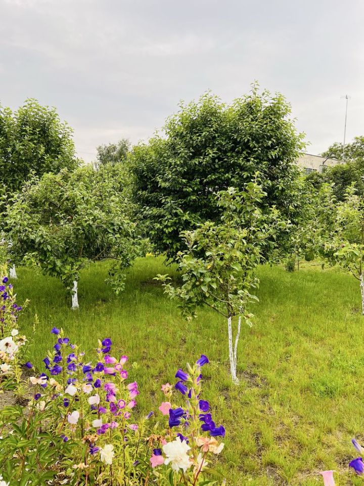 Działka rod Wrocław Psie Pole, ul. Toruńska. Zdjęcie 8