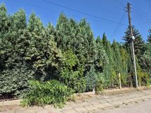 Działka budowlana Piekary Śląskie Centrum, ul. Juliusza Słowackiego. Zdjęcie 1