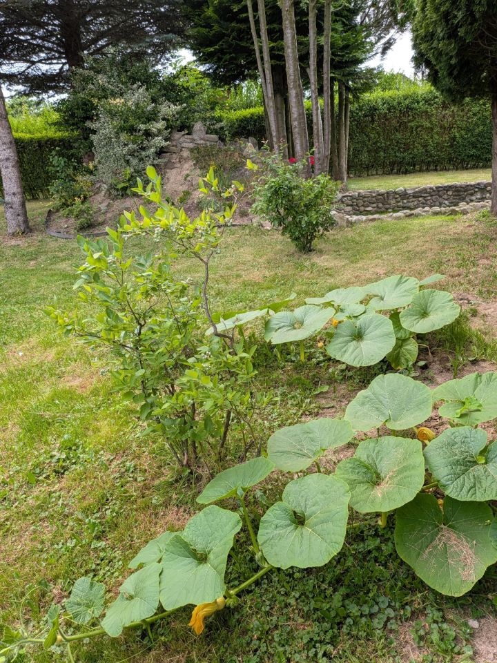 Działka rod Nowy Sącz Falkowa, ul. Botaniczna. Zdjęcie 21