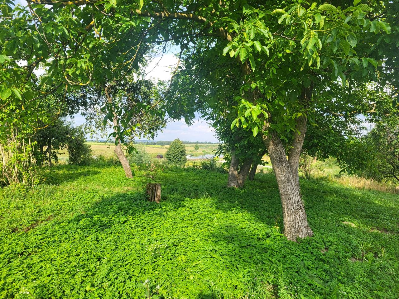 siedlisko Średnie Małe. Zdjęcie 5