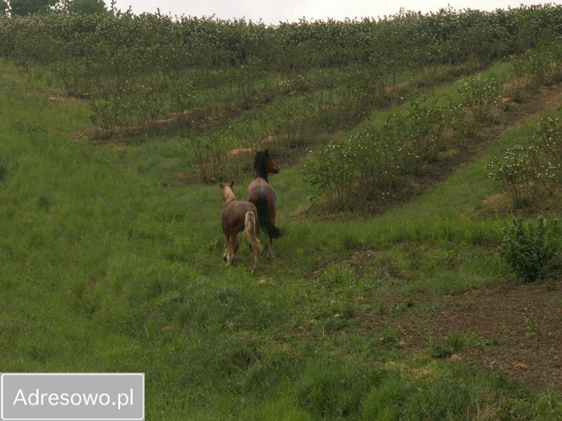 Działka rolno-budowlana Rzeczyca. Zdjęcie 5