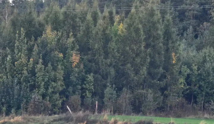 Działka leśna Zwiniarz