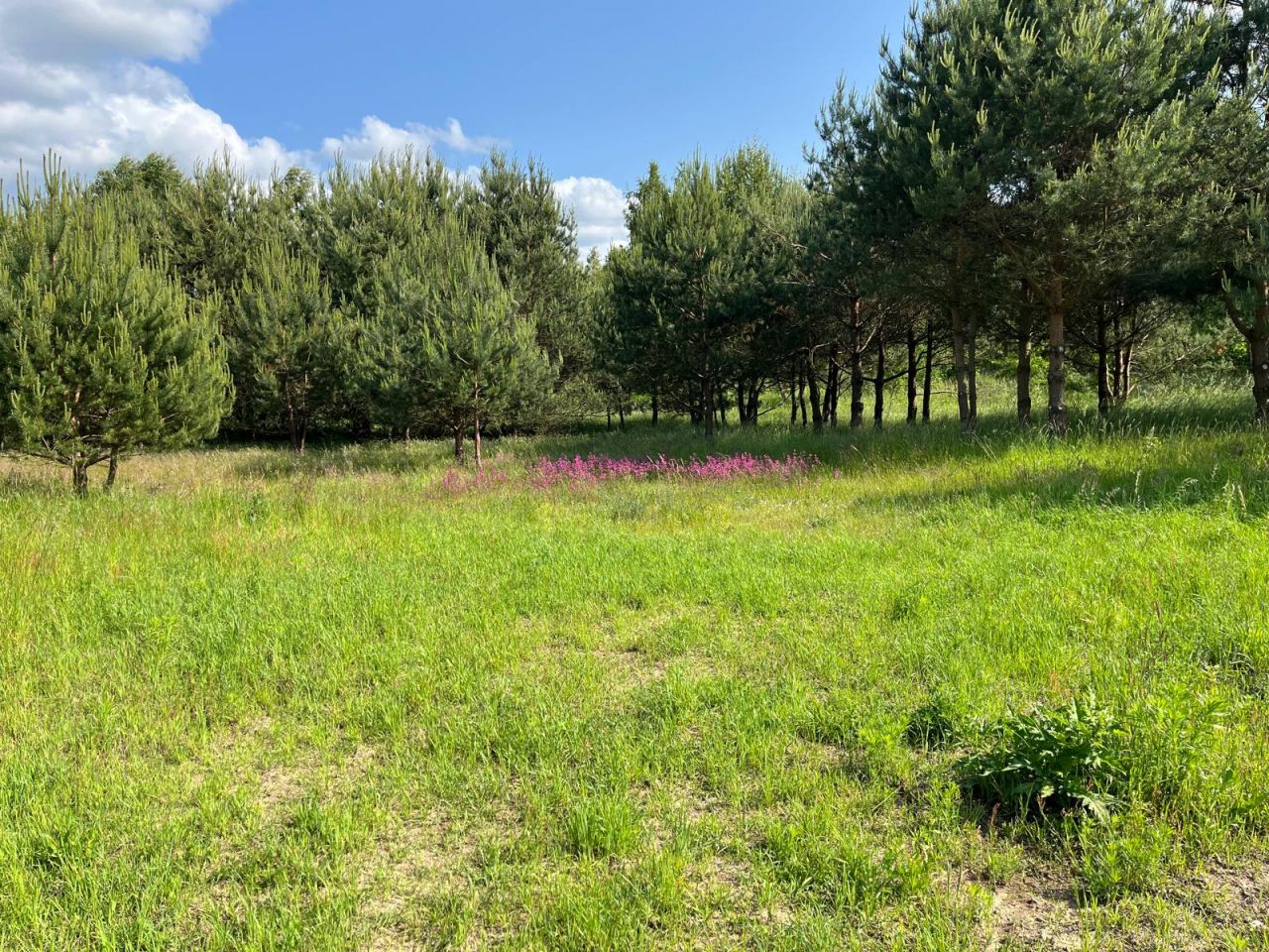 Działka budowlana Graniczna Wieś Pruska Karczma, ul. Jarzębinowa. Zdjęcie 5