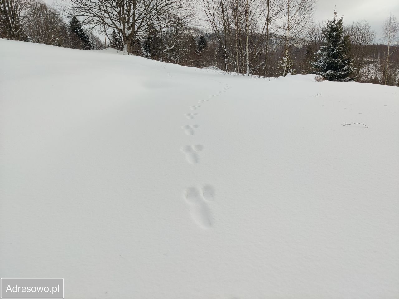 Działka Zwardoń. Zdjęcie 9