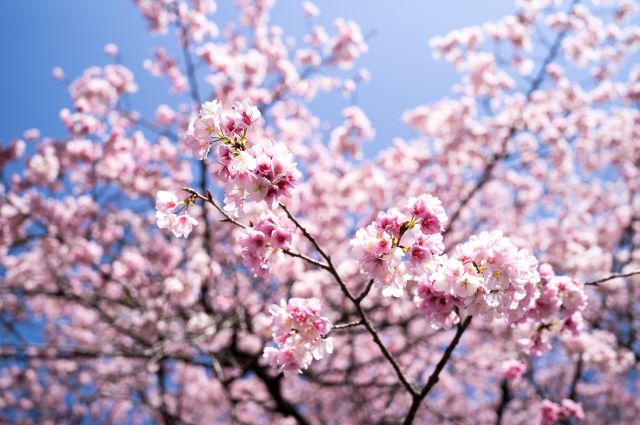 Działka budowlana Hornówek, ul. Szyszkowa. Zdjęcie 1