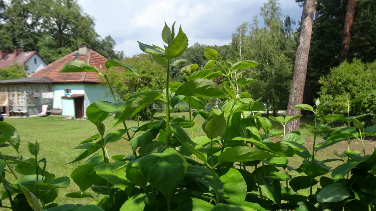 dom wolnostojący, 3 pokoje Osola, ul. Leśna. Zdjęcie 3