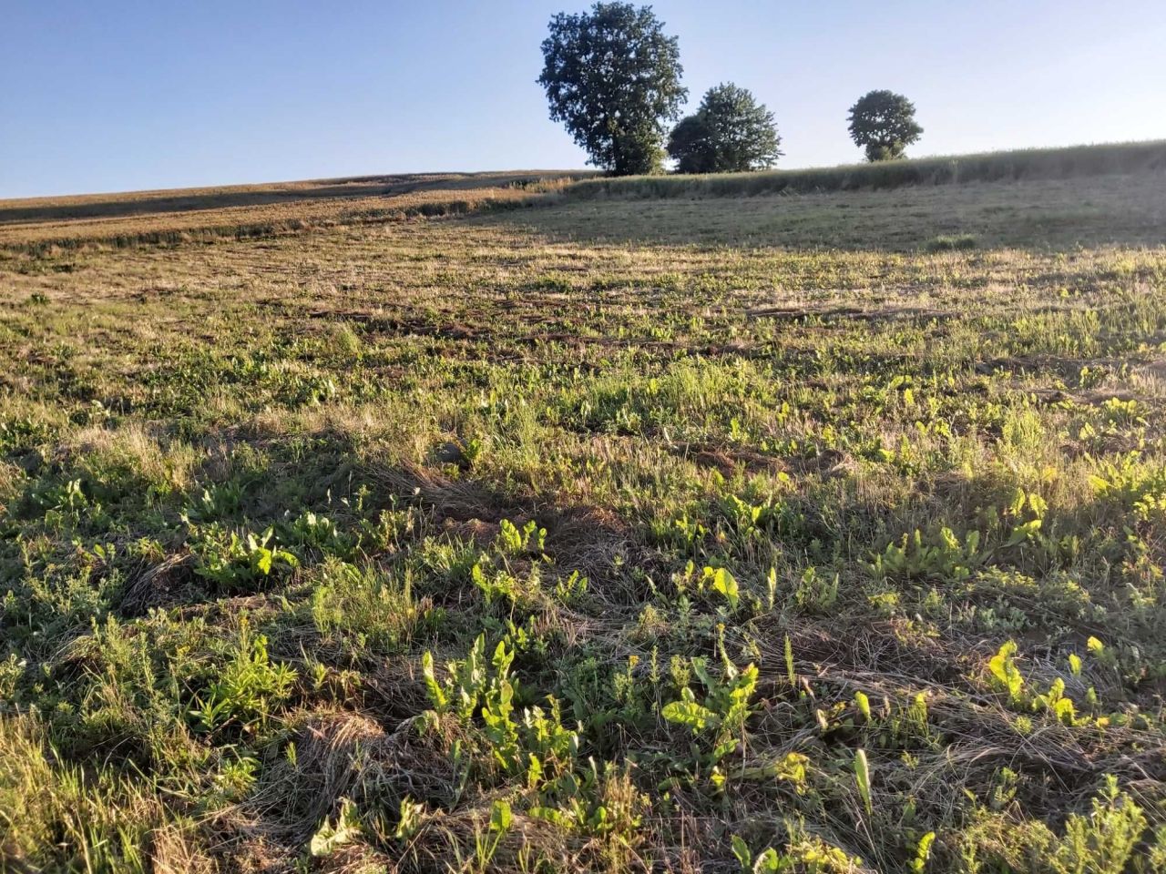 Działka budowlana Marcelin. Zdjęcie 6