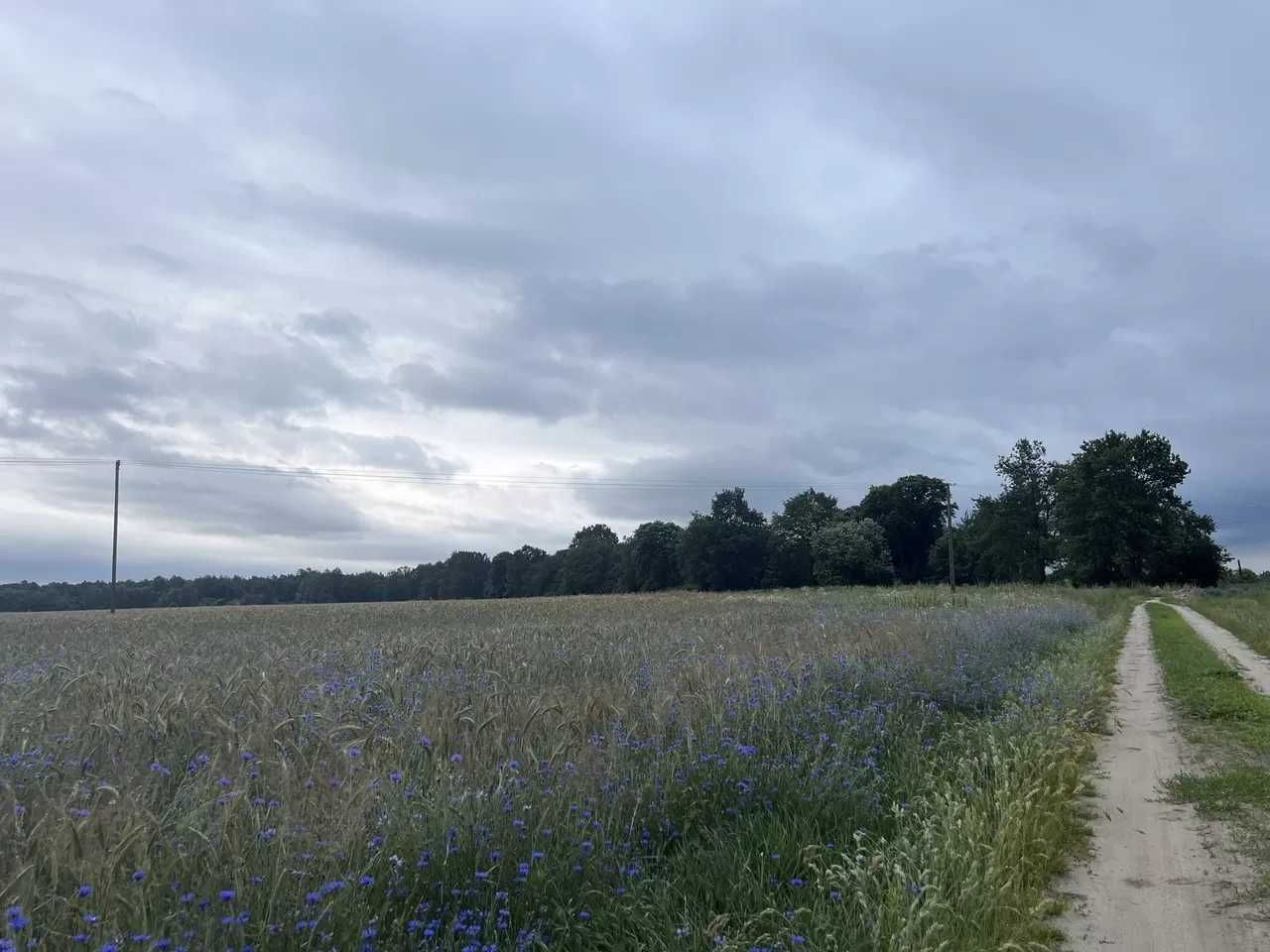 Działka rolna Malanów. Zdjęcie 2