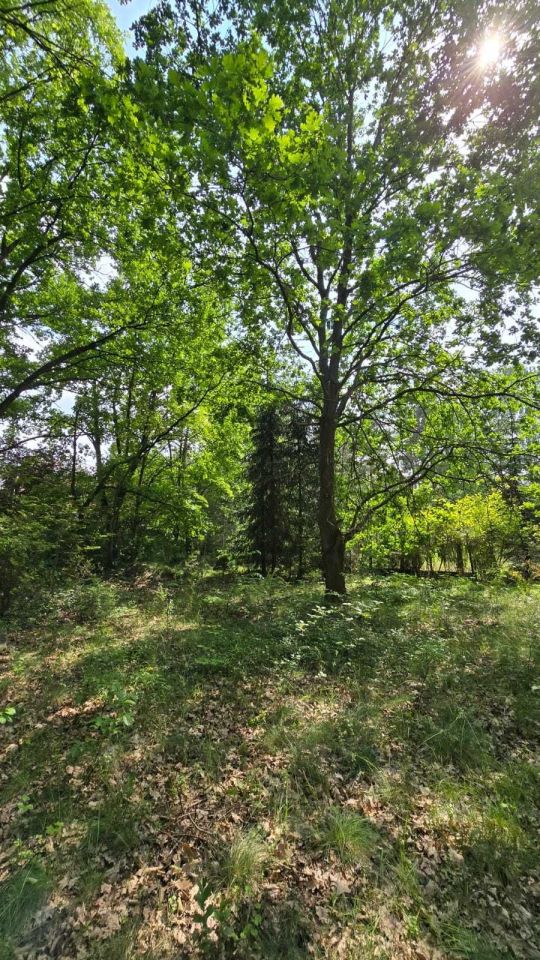 Działka budowlana Arciechów. Zdjęcie 7