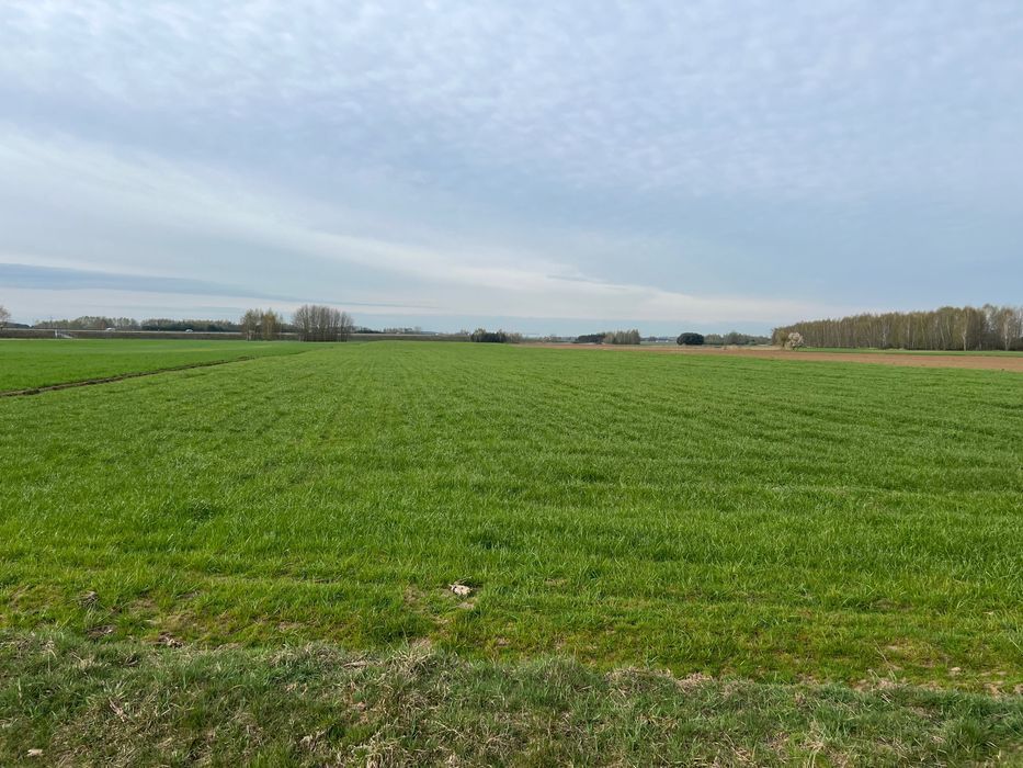 Działka rolna Chałupki. Zdjęcie 1