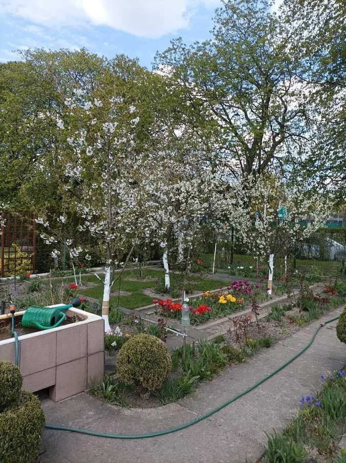 Działka rod Szczecin Pogodno. Zdjęcie 6