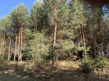 Działka budowlana Chrustne. Zdjęcie 1