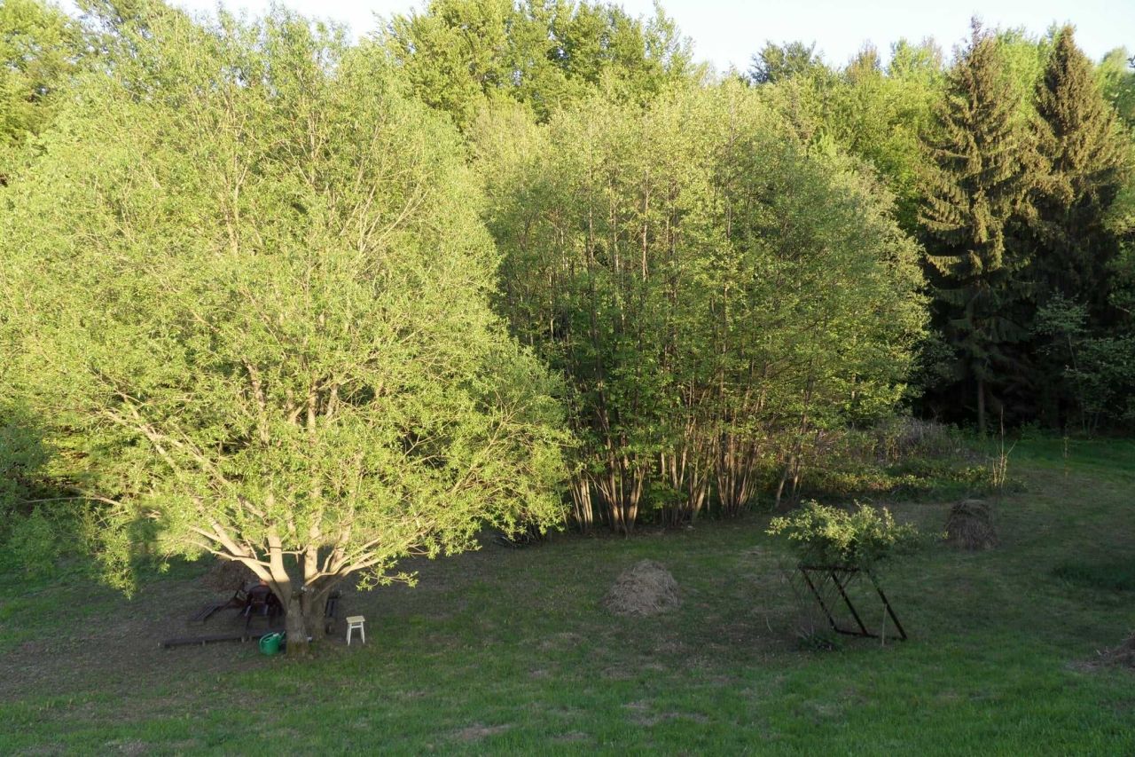 Działka rolno-budowlana Lecka. Zdjęcie 2