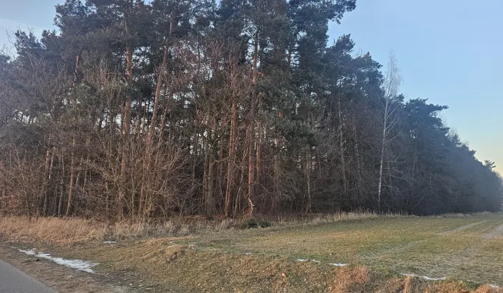 Działka leśna Stok Nowy Stożków