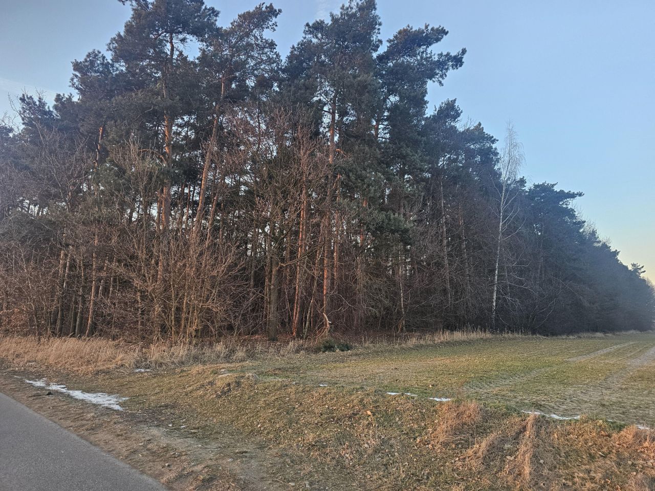 Działka leśna Stok Nowy Stożków. Zdjęcie 1