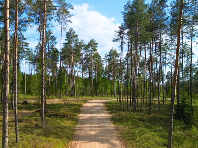 Działka budowlana Pluski. Zdjęcie 6