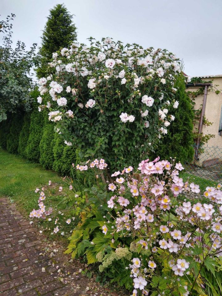 dom wolnostojący Dziwnówek. Zdjęcie 5