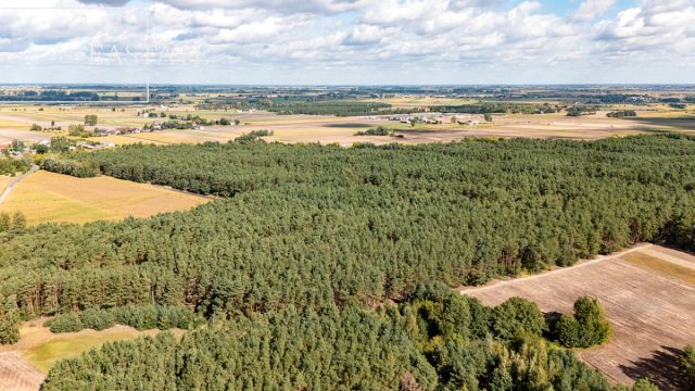 Działka leśna Maurzyce. Zdjęcie 5