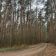 Działka leśna Adamów-Wieś. Zdjęcie 9