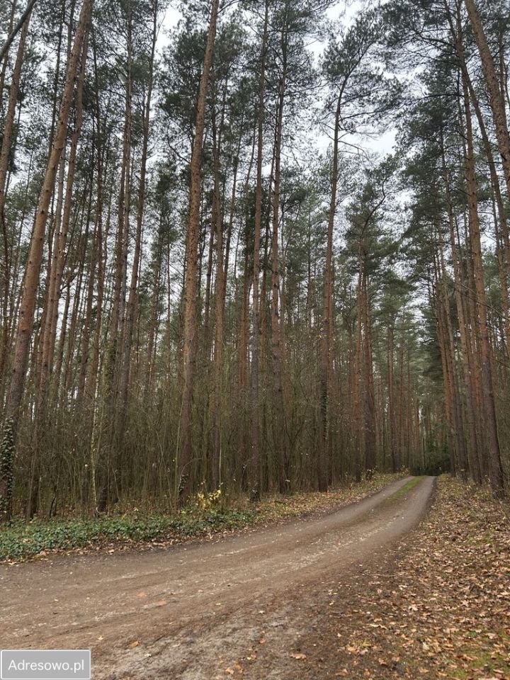 Działka leśna Adamów-Wieś, ul. Kaliny. Zdjęcie 9