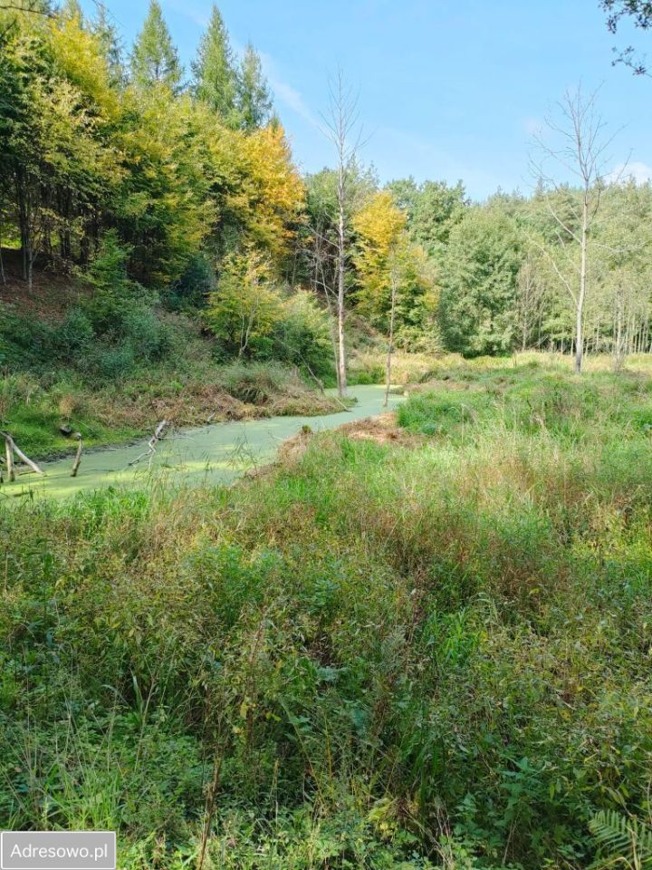 Lokal Lidzbark. Zdjęcie 9