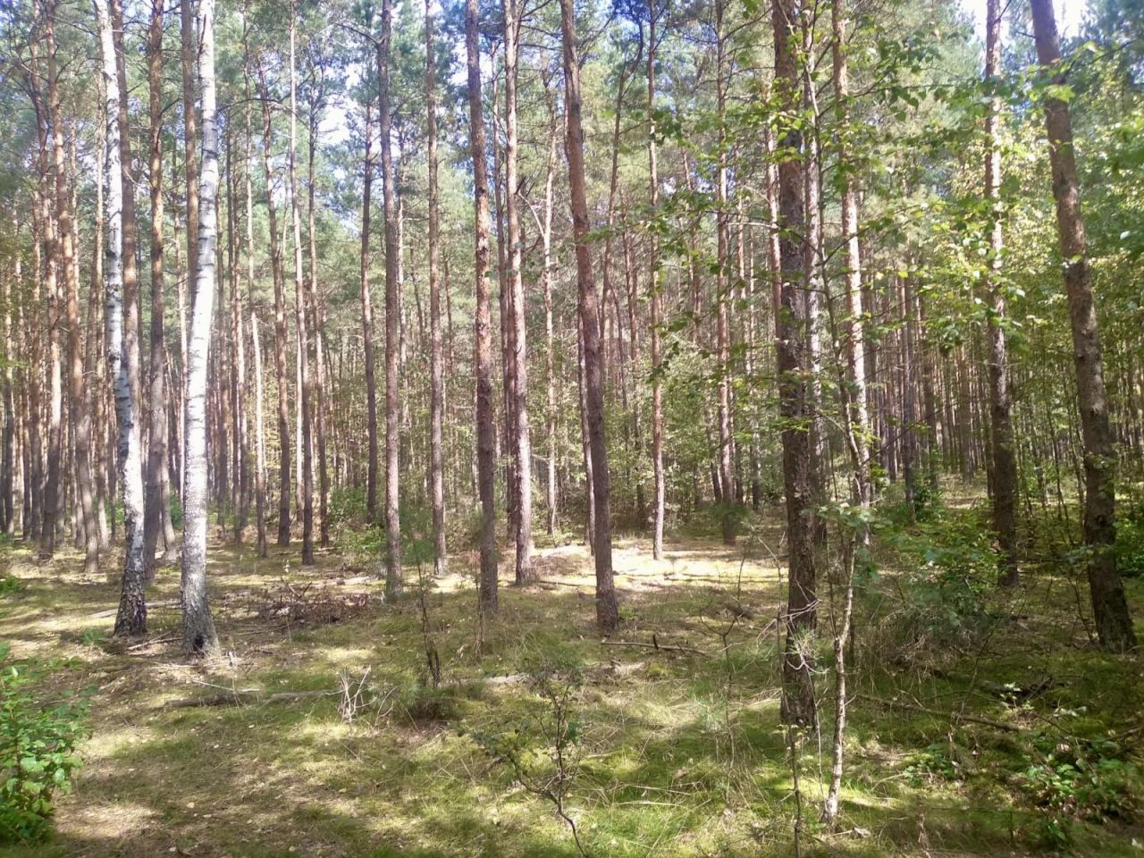 Działka rekreacyjna Lipianki. Zdjęcie 7