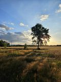 Działka budowlana Michałów, ul. Orzechowa
