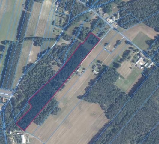 Działka leśna Przekora. Zdjęcie 1