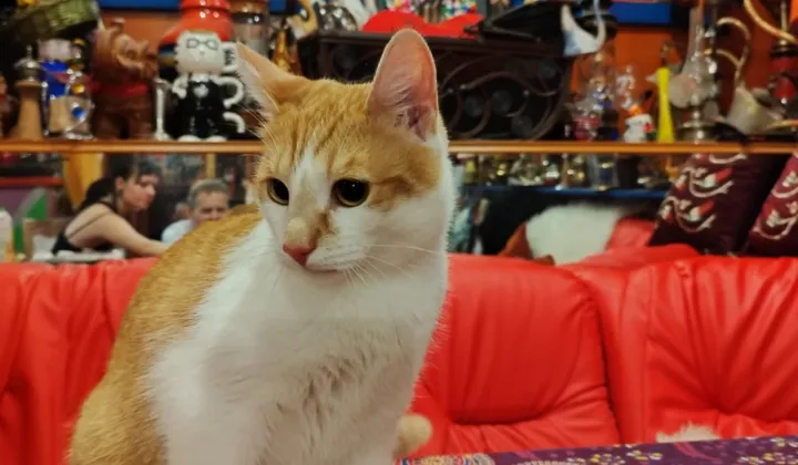 Lokal Włocławek Południe , ul. Konstantego Ildefonsa Gałczyńskiego