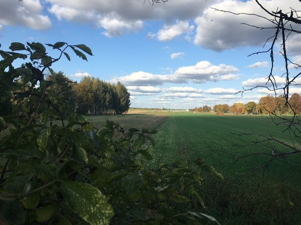 Działka rolno-budowlana Pokrzywna. Zdjęcie 5