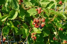 Działka rod Zduńska Wola. Zdjęcie 4