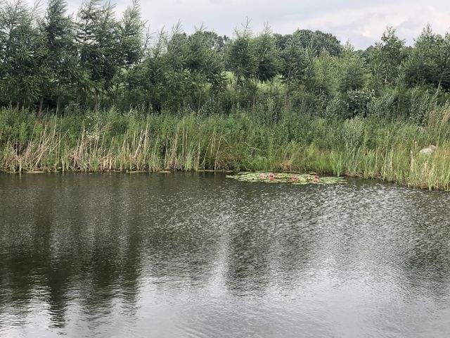 Działka siedliskowa Nowa Dębszczyzna Jemielistka Linia. Zdjęcie 3