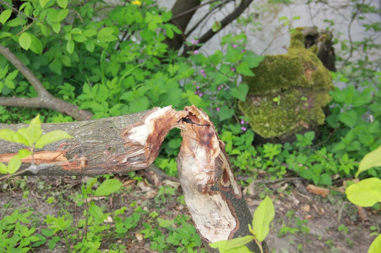 Działka budowlana Przybyszowy. Zdjęcie 3