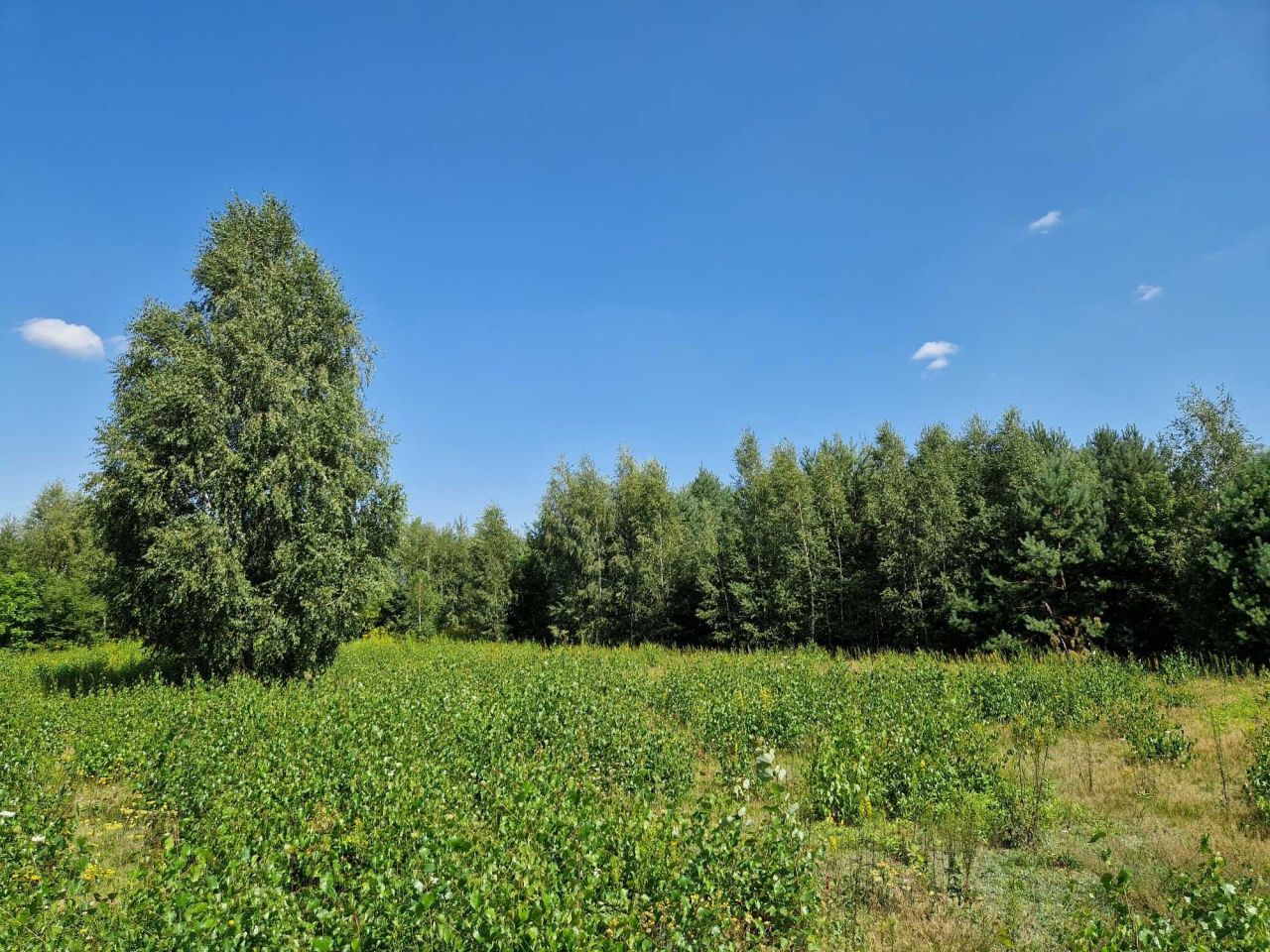 Działka budowlana Błędowo, ul. Słowiańska. Zdjęcie 11