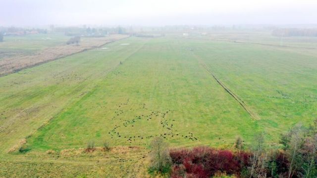 Działka rolna Siedliska. Zdjęcie 10