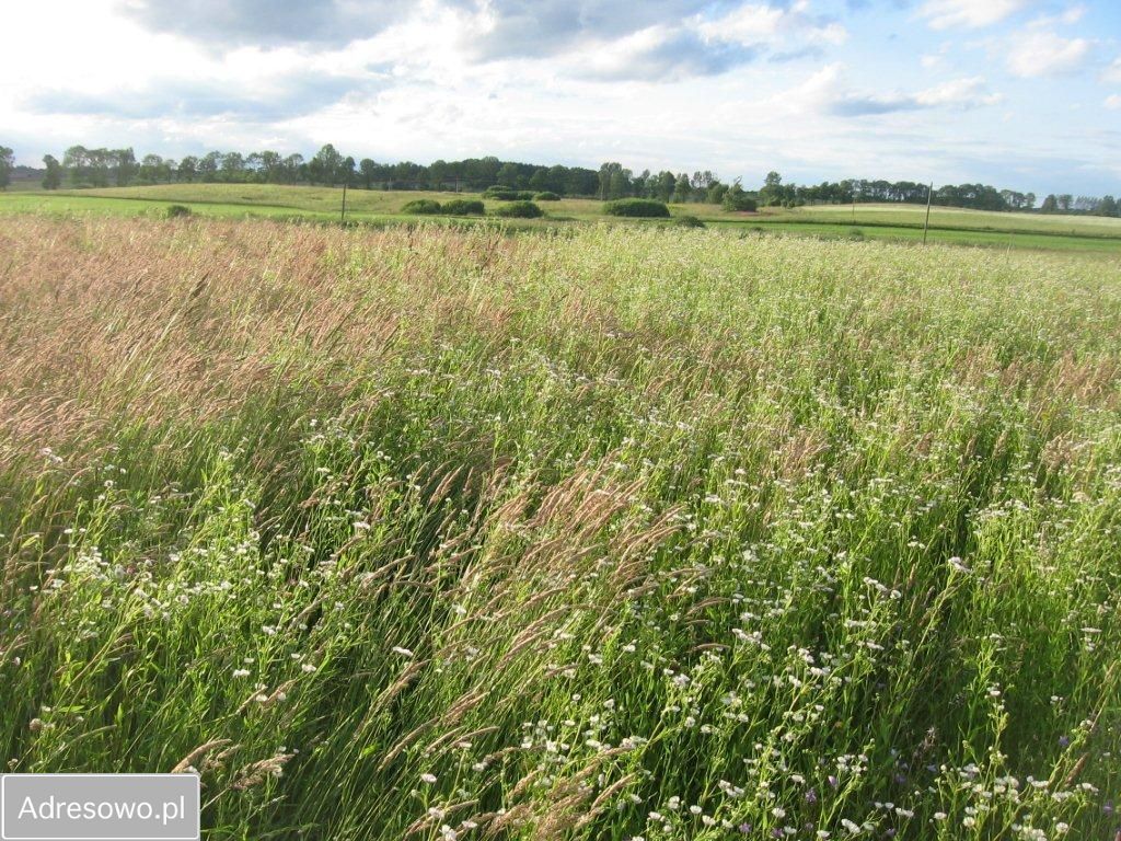 Działka rolna Piszewo. Zdjęcie 2