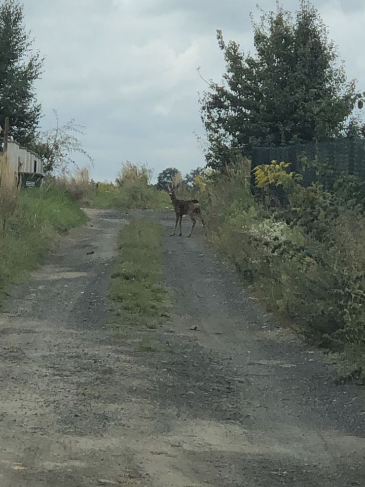 Działka budowlana Gałów, ul. Cedrowa. Zdjęcie 7