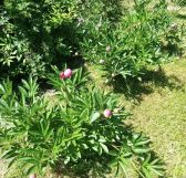 Działka rod Warszawa Siekierki, ul. Antoniewska. Zdjęcie 4