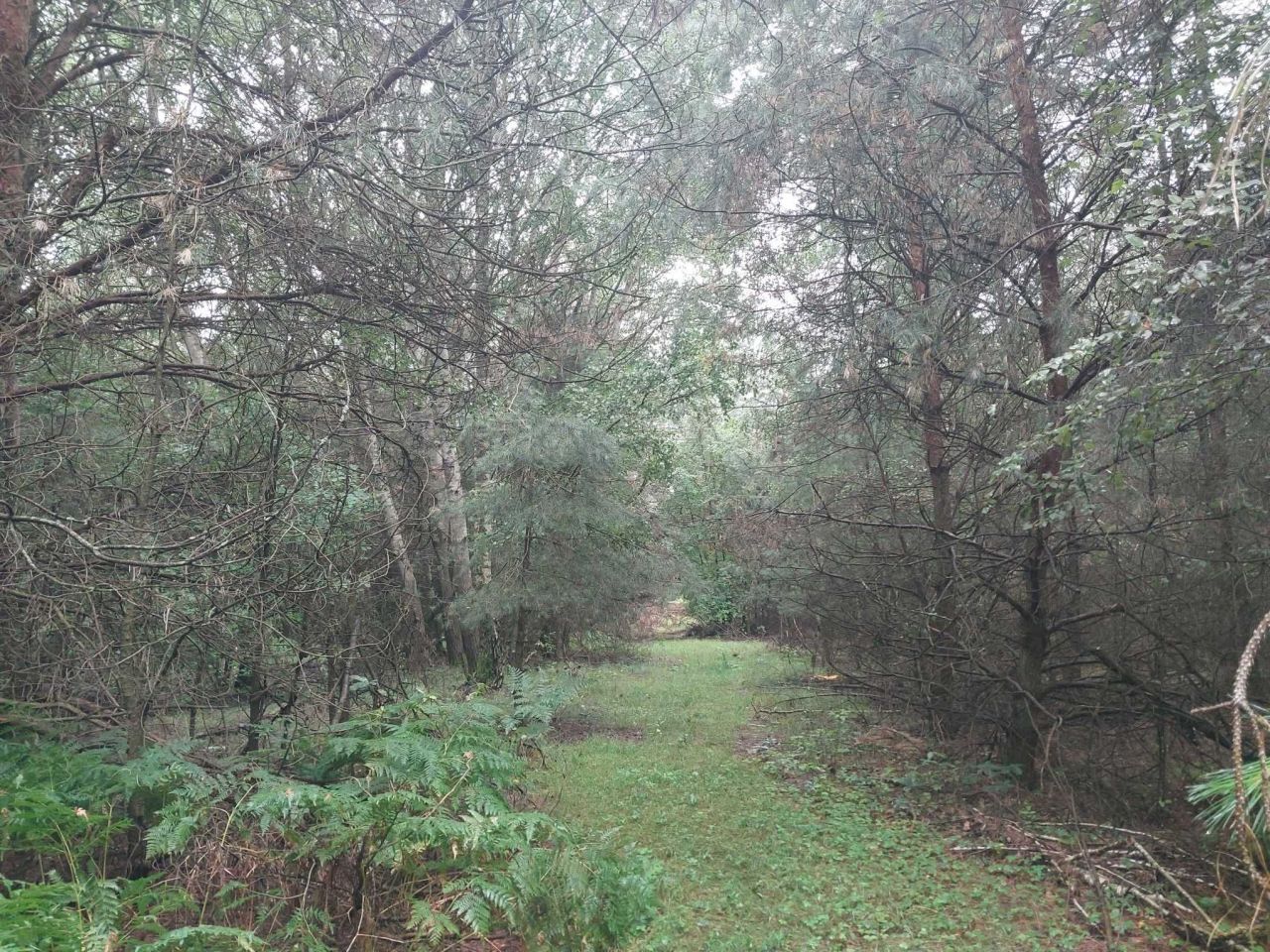 Działka rolna Horoszki Duże. Zdjęcie 6