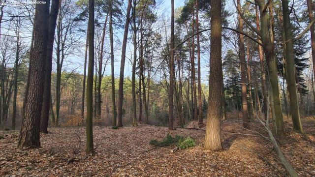 Działka leśna Bondyrz. Zdjęcie 3