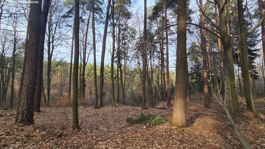 Działka leśna Bondyrz. Zdjęcie 3