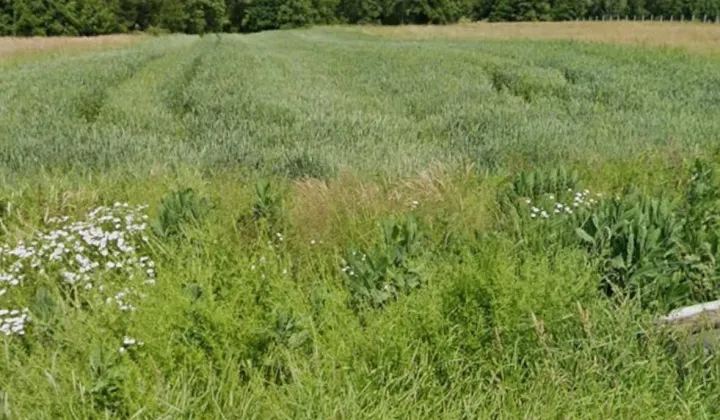 Działka budowlana Gosprzydowa